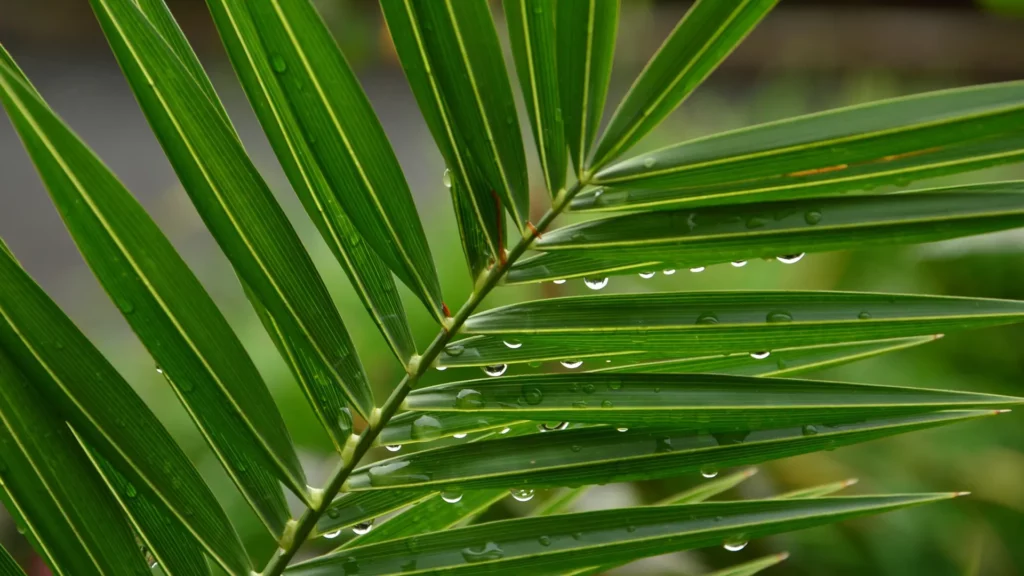 Travel to Thailand during the rainy season
