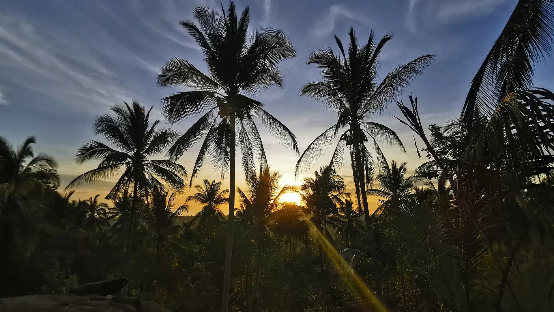 Palmen 1 | Sehenswürdigkeiten auf Koh Phangan
