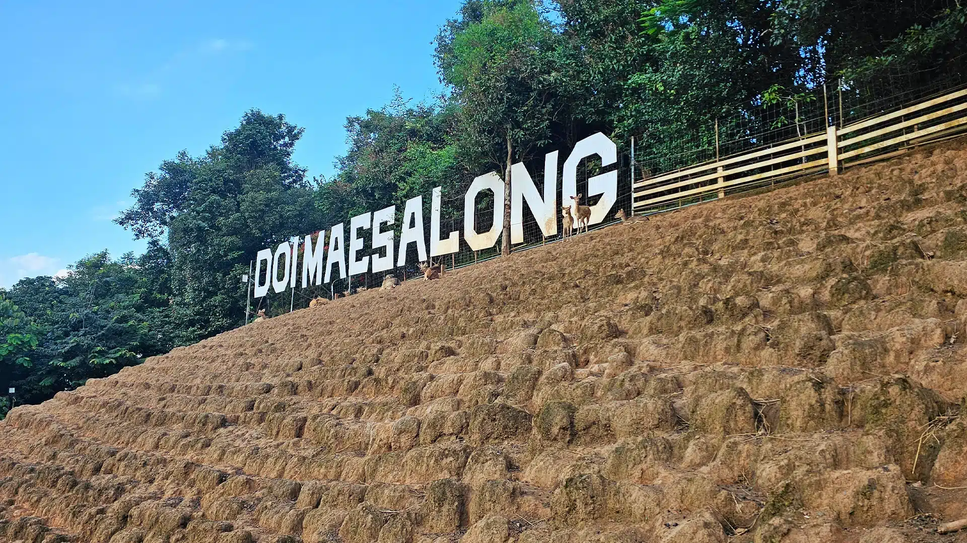 Mae Salong Flower Hills Resort 16 | Hotel recommendations Chiang Rai