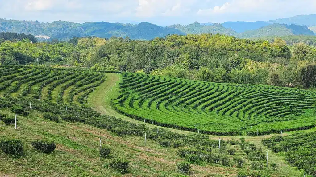 Teeplantage Choui Fong