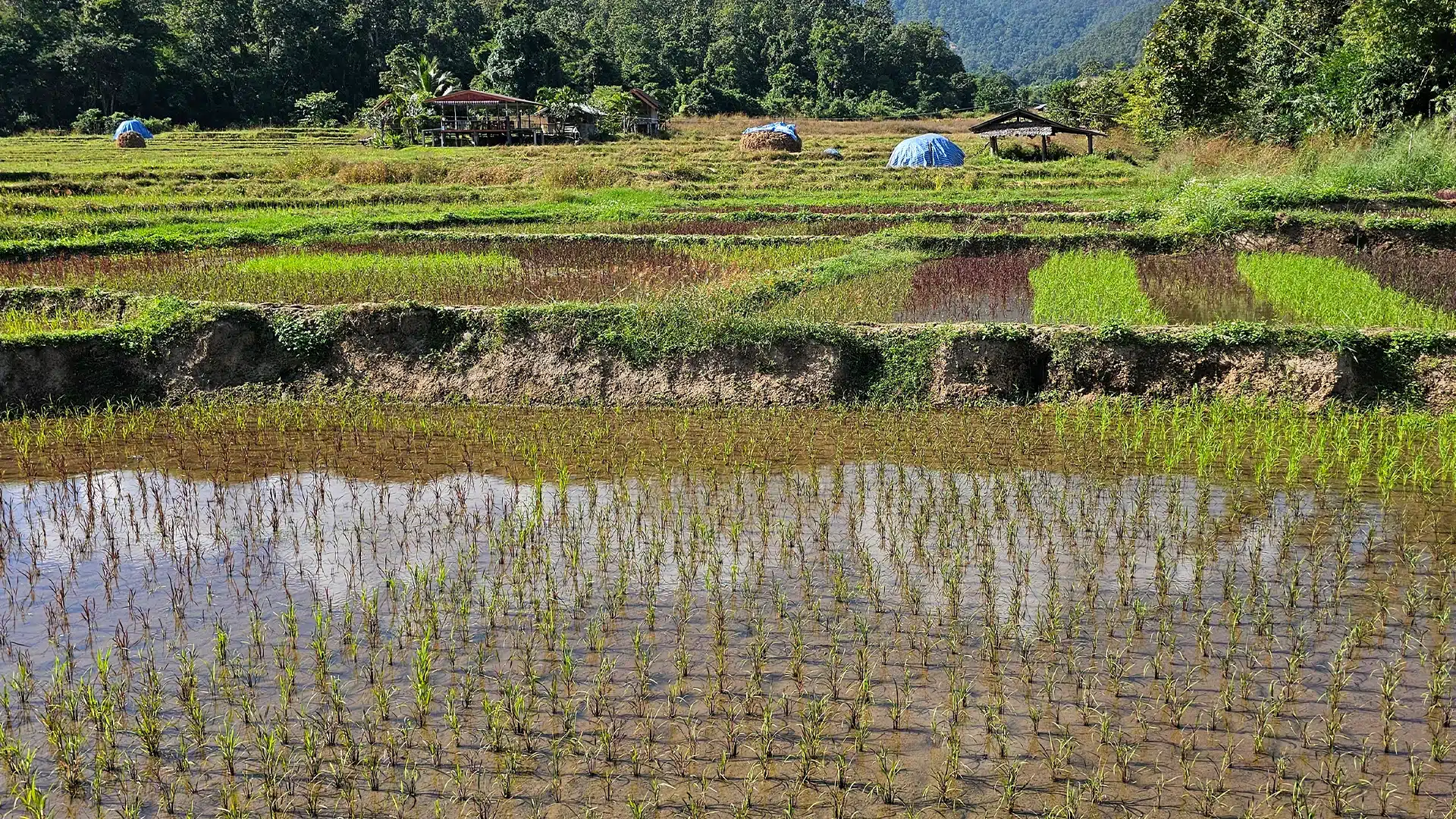Kho Ku So Bamboo Bridge 10 | Sehenswürdigkeiten in Pai