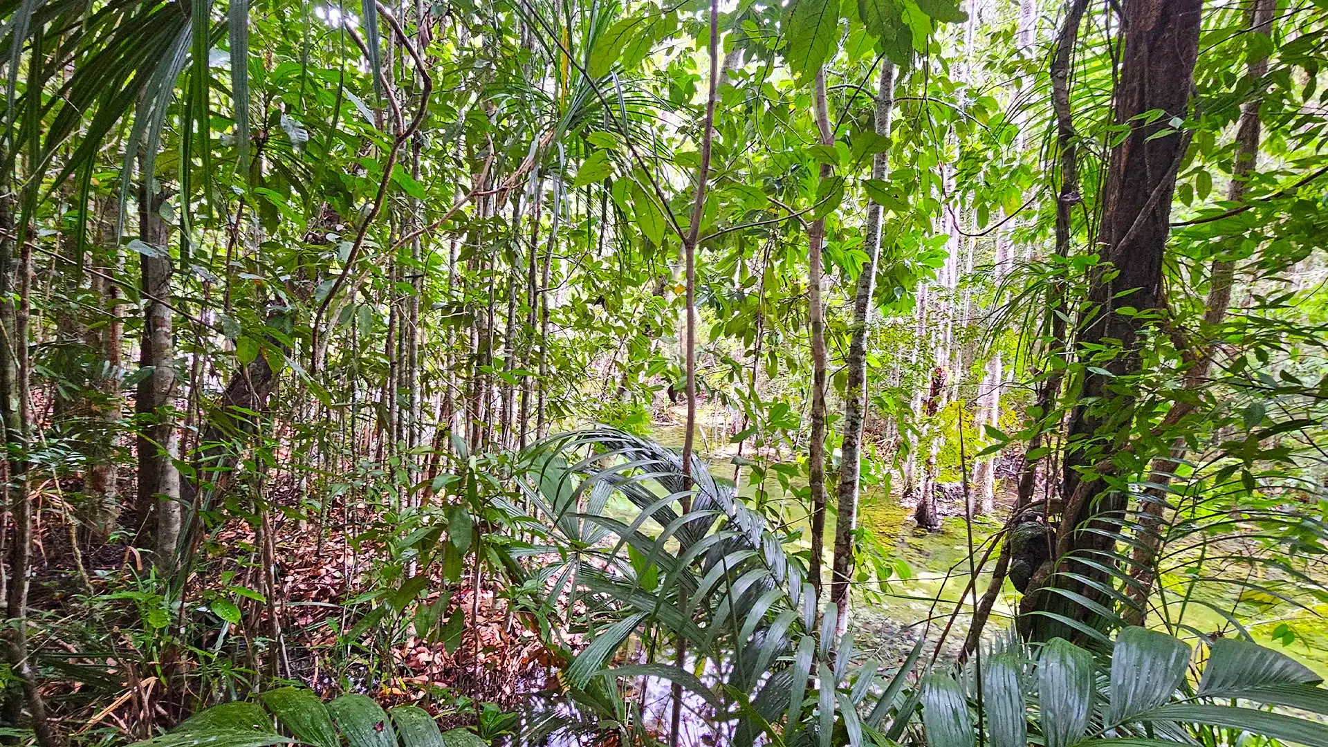 Emerald Pool 2 | Sehenswürdigkeiten in Krabi