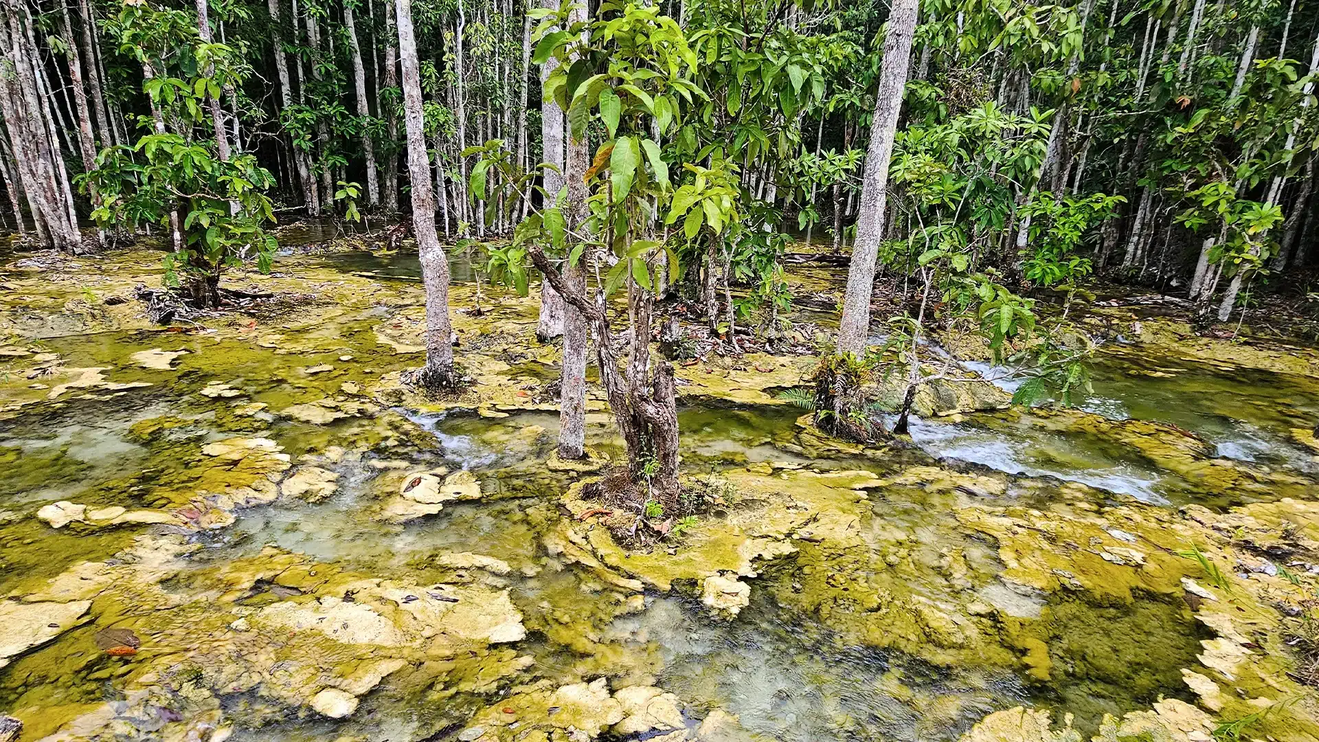Emerald Pool 3 | Sehenswürdigkeiten in Krabi